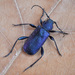 Violet Tanbark Beetle - Photo (c) Vladimir Bryukhov, some rights reserved (CC BY-NC), uploaded by Vladimir Bryukhov