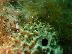 Entoprocta
