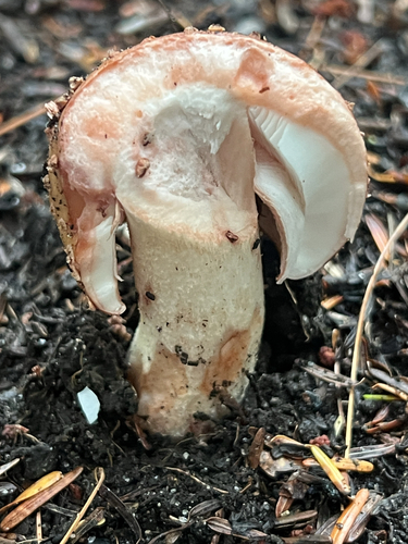 amanita mushrooms