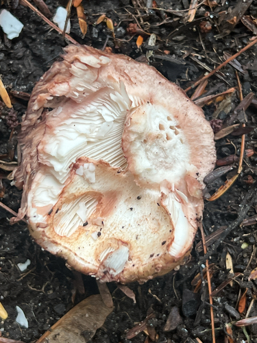 amanita mushrooms