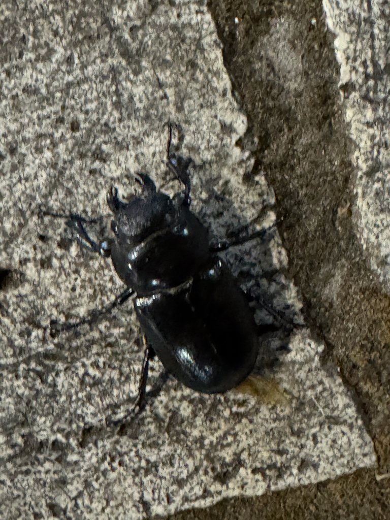 Lucanus tetraodon