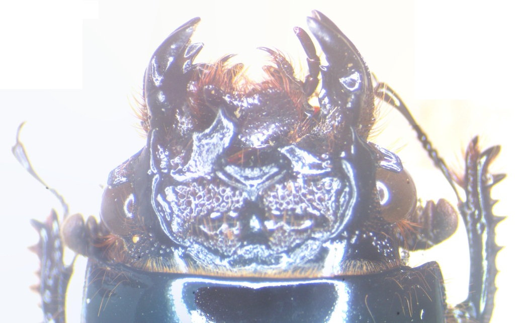 Aceraius moschleri