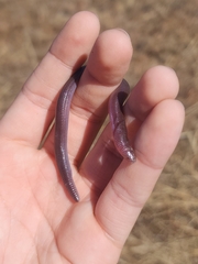 South American Worm Lizard photo 1