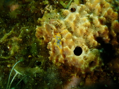 Irciniidae