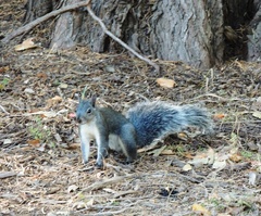 Western Gray Squirrel photo 4