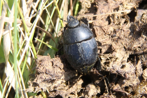 Hister asymétrique, Escarbot asymétrique
