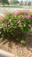 Bougainvillea