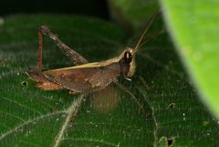 Maculiparia rotundata