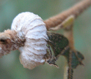 Tremapterus