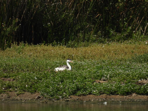 iNaturalist observation photo of Western and Clark's Grebes