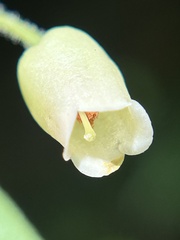 Menziesia ferruginea