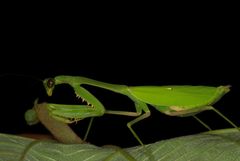 Stagmomantis theophila