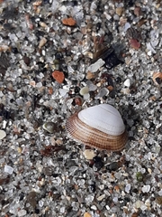 Barbatia