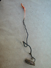 Ophiocordyceps nutans