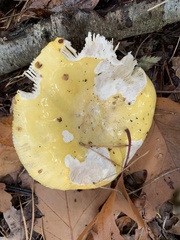 Agaricomycetes