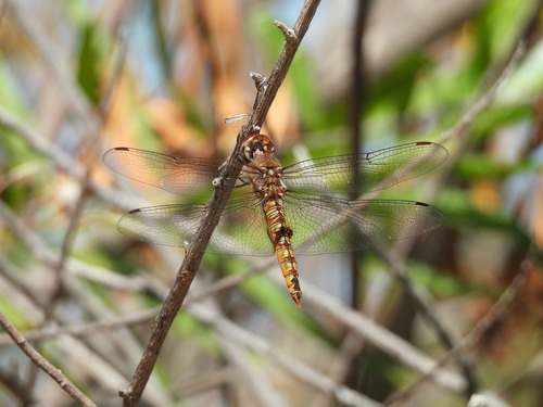 iNaturalist observation photo of Spot-winged Glider