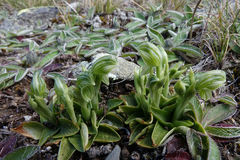 Pterostylis tanypoda