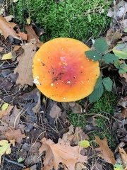 Amanita muscaria