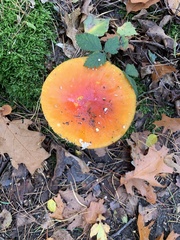 Amanita muscaria