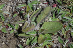 Hieracium lepidulum