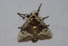 Megalopyge albicollis