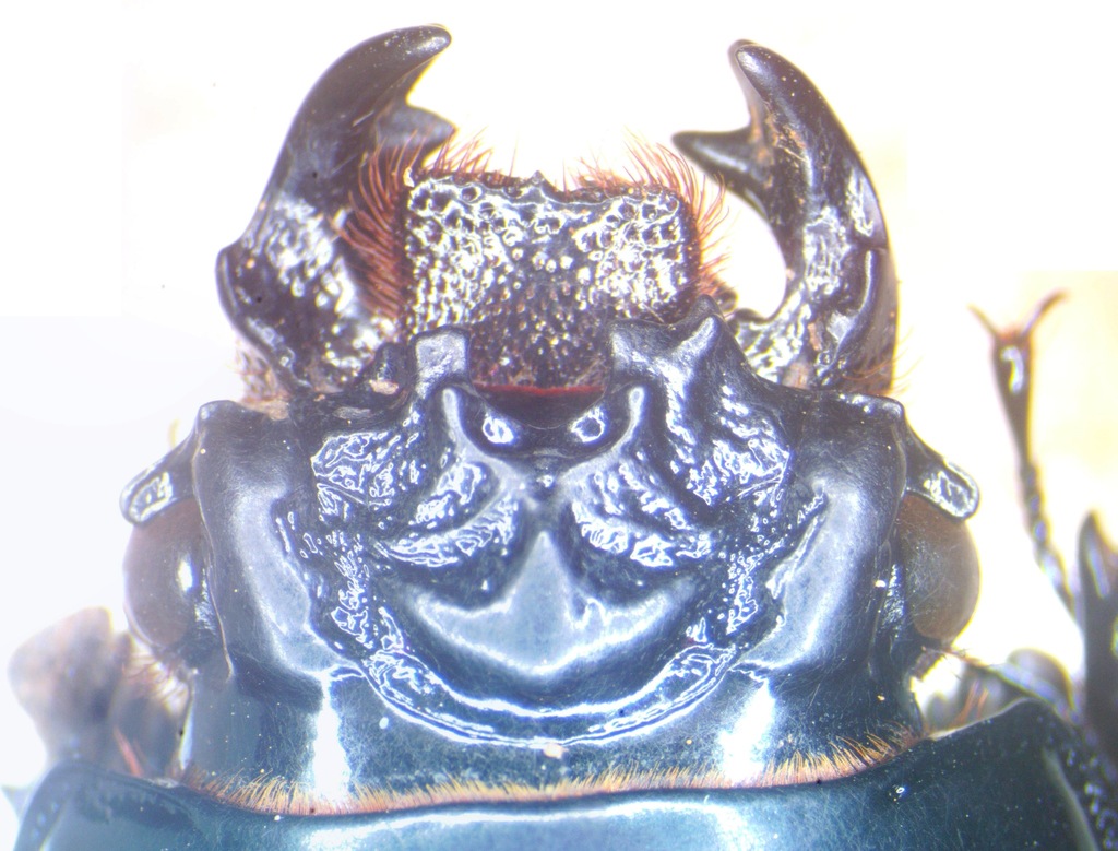 Pelopides burmeisteri