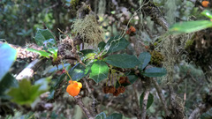 Berberis ilicifolia