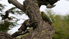 Enicognathus ferrugineus