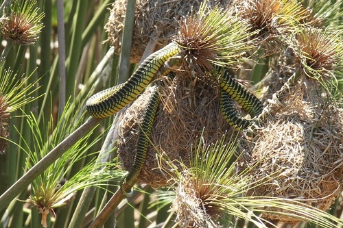 Boomslang, Dispholidus typus