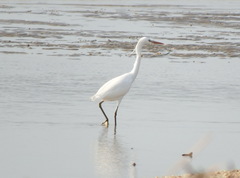 Egretta eulophotes