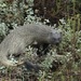 Slender Mongooses - Photo (c) Karen Eichholz, some rights reserved (CC BY), uploaded by Karen Eichholz