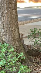 Sciurus carolinensis