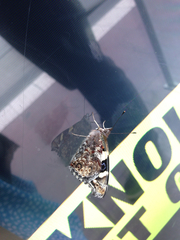 Vanessa itea