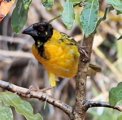 Ploceus cucullatus nigriceps