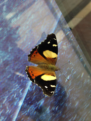 Vanessa itea