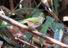 Erpornis zantholeuca