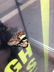 Vanessa itea