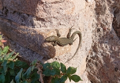 Podarcis muralis nigriventris