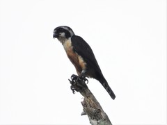 Microhierax fringillarius