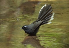 Rhipidura albicollis