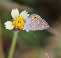 Freyeria trochylus
