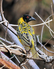 Ploceus cucullatus nigriceps