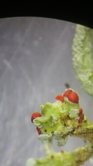 Cladonia polydactyla