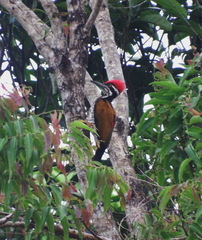 Chrysocolaptes guttacristatus
