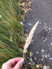 Calamagrostis epigejos