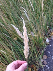 Calamagrostis epigejos