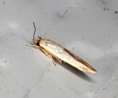 Stathmopoda liporrhoa