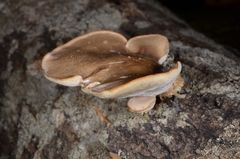 Favolus pseudobetulinus