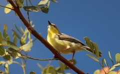 Green-Capped Eremomela photo 2