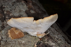 Favolus pseudobetulinus